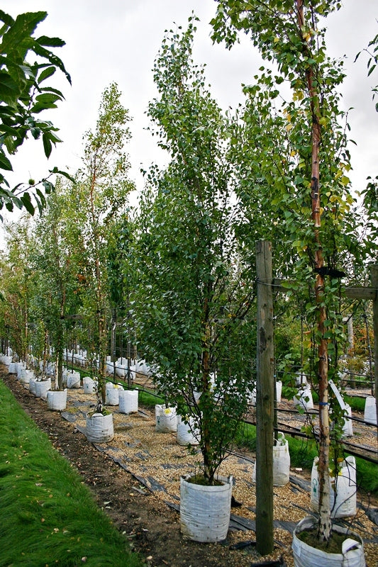 Betula pendula 'Fastigiata' (Upright Silver Birch)