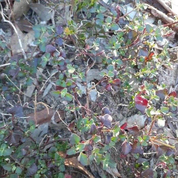 Einadia hastata (Hastate Saltbush)