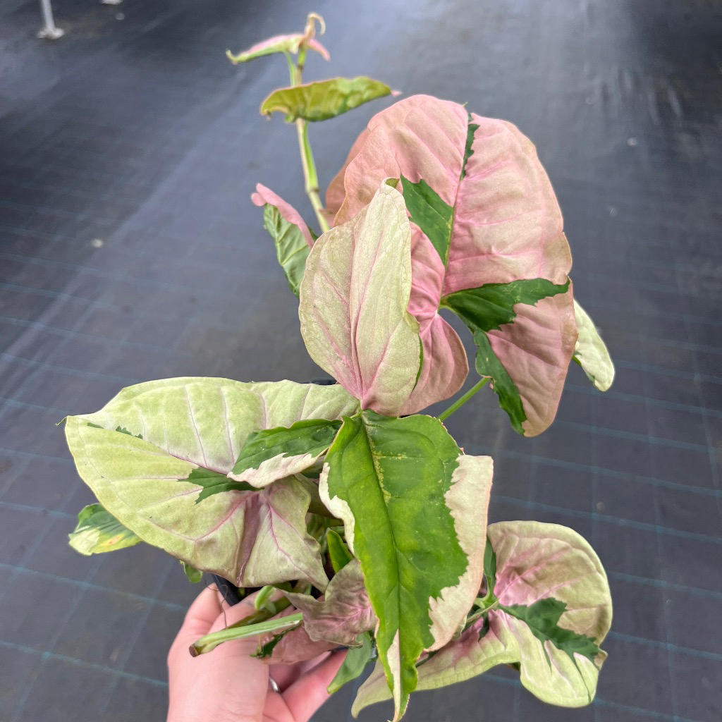 Syngonium ‘Pink Lava’ (Arrowhead Vine)
