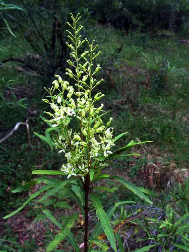Lomatia myricoides (River Lomatia)