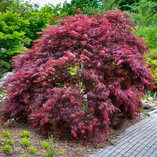 Acer Palmatum Dissectum 'Inaba Shidare' (Weeping Japanese Maple)