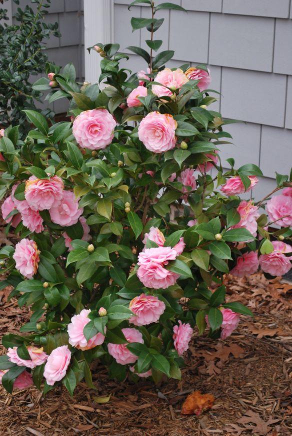 Camellia Japonica Pink Gold (Japanese Camellia)