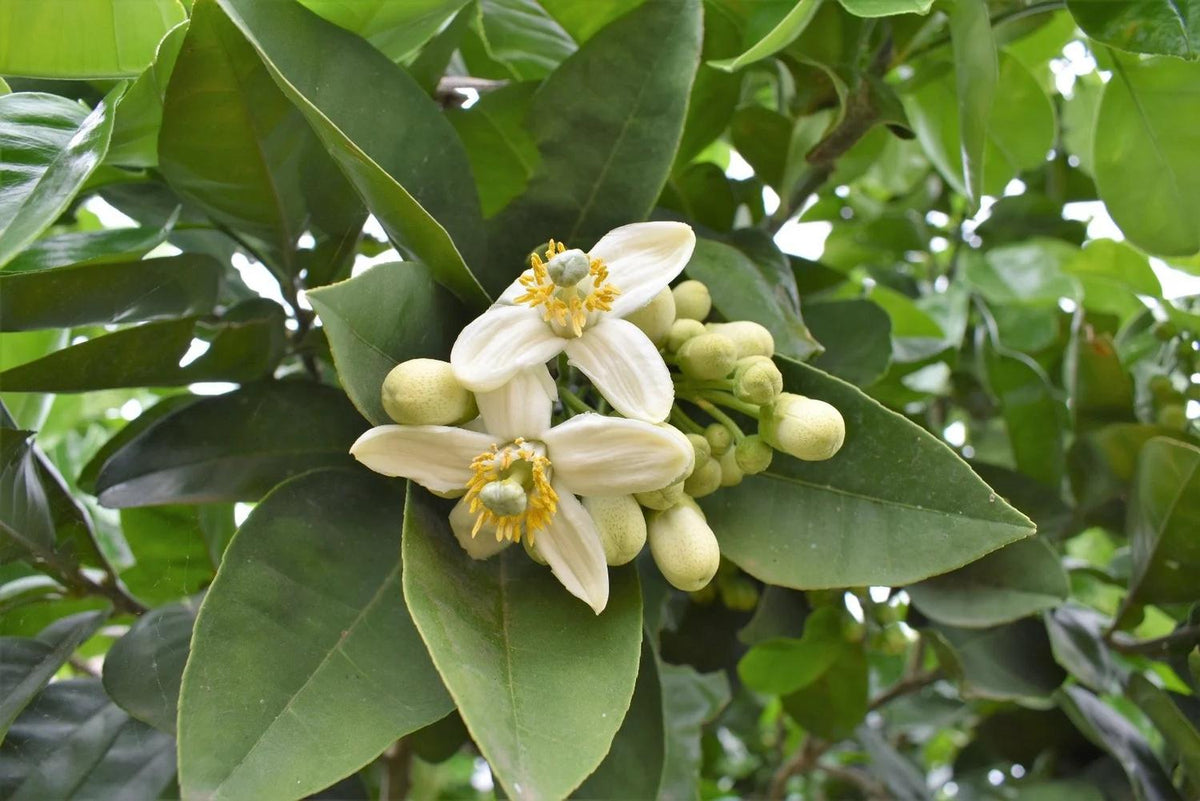 Citrus Maxima (Pummelo) Grafted