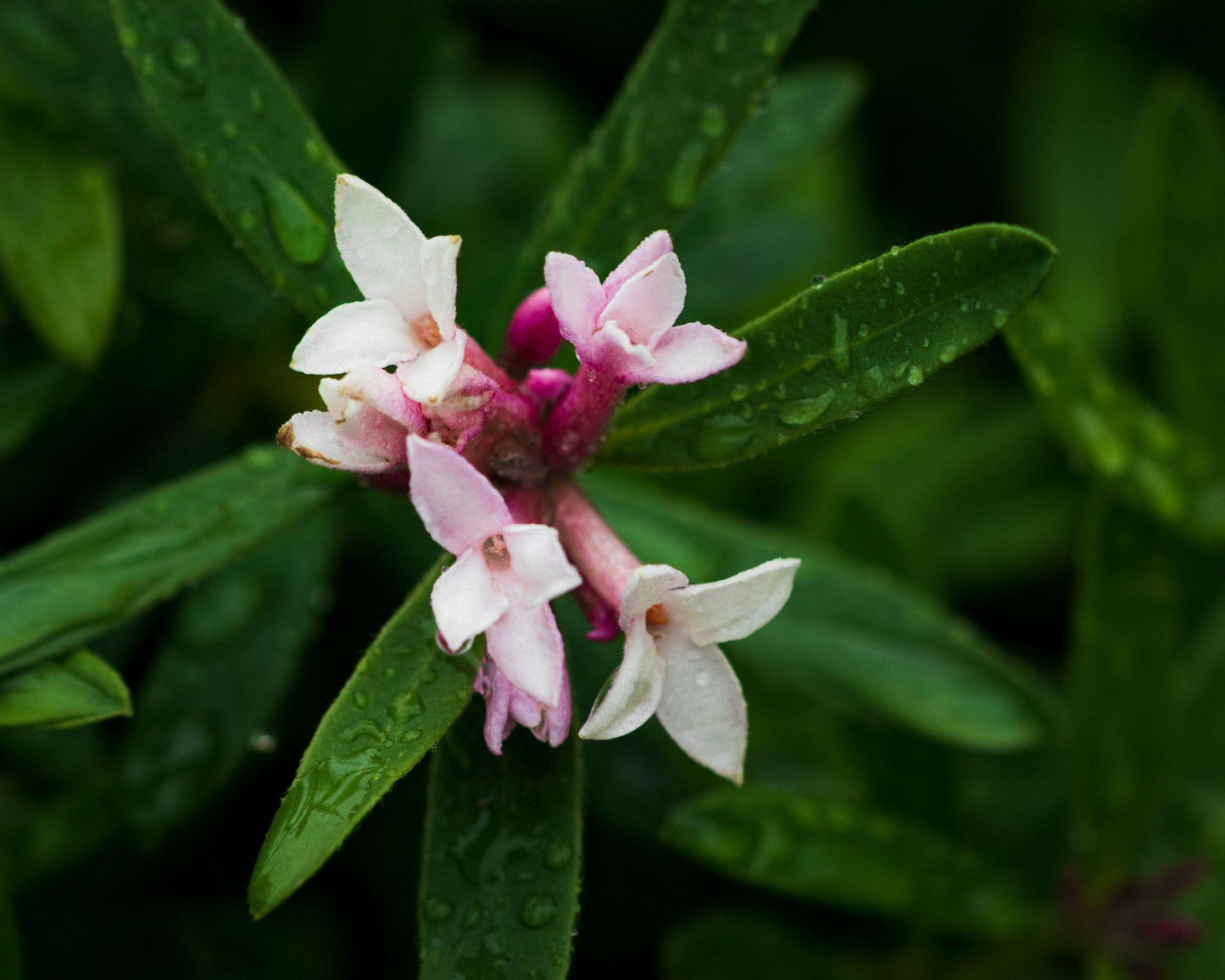 Daphne Odora (Winter Daphne)