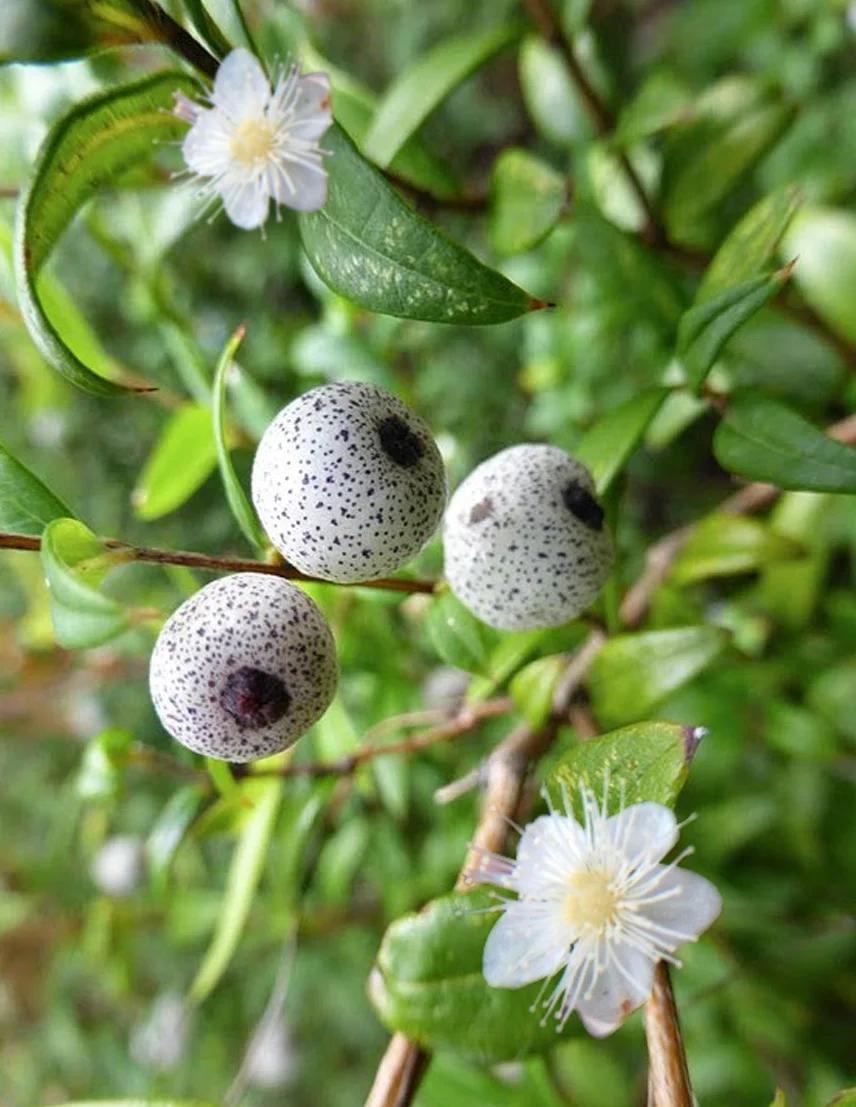 Austromyrtus Dulcis (Midyim Berry)