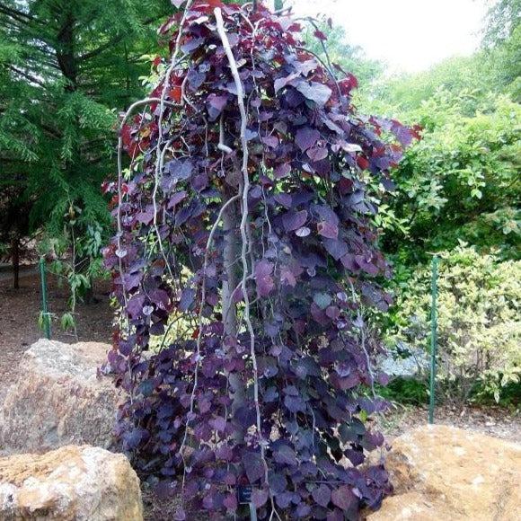 Cercis Canadensis Ruby Falls (Eastern Redbud)