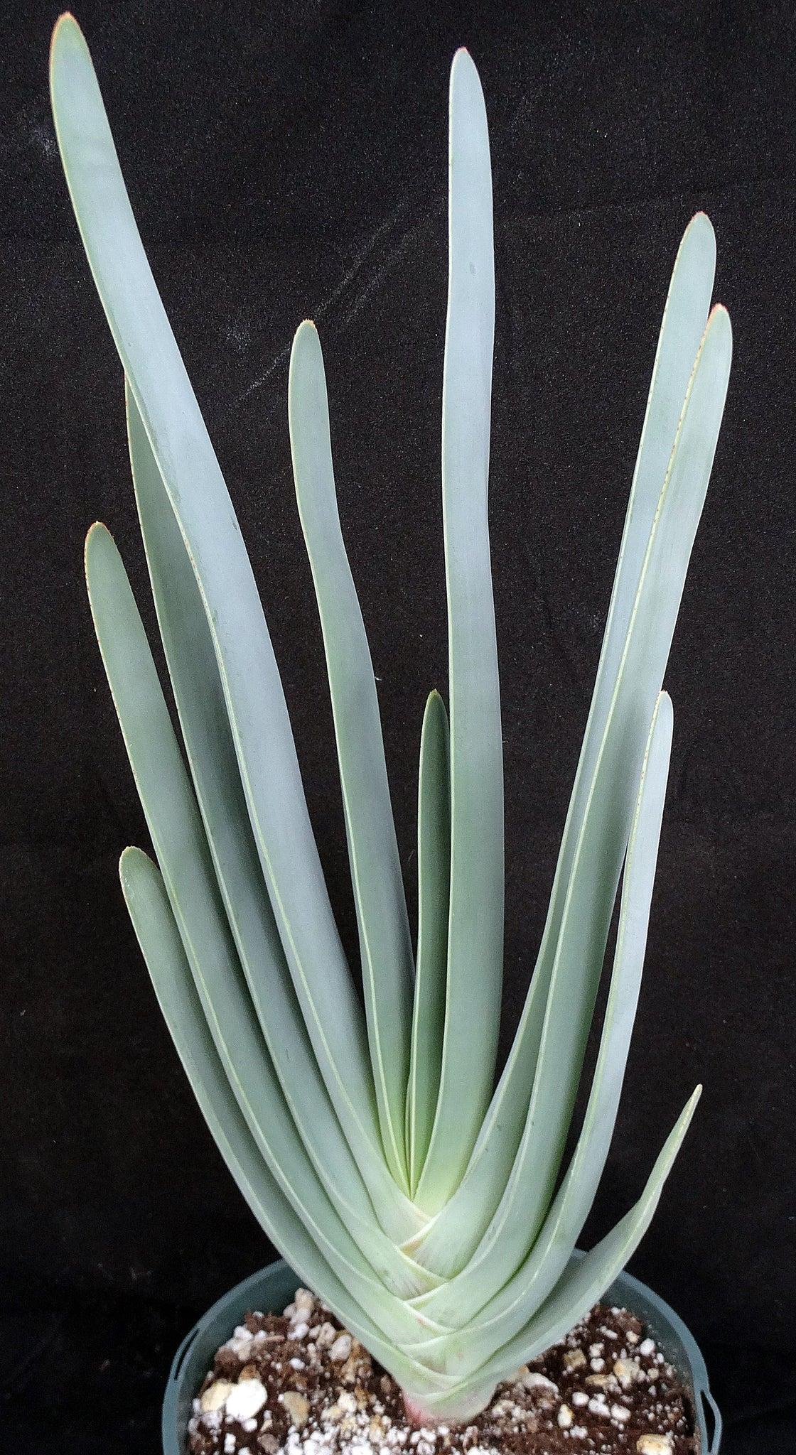 Aloe plicatilis (syn. Kumara plicatilis) (Fan Aloe)