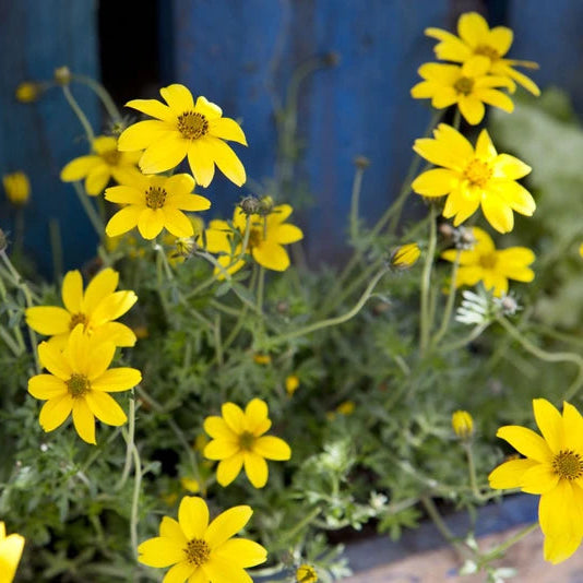 Bidens ferulifolia (Apache Beggarticks)