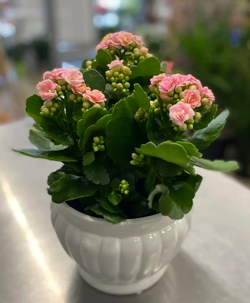 Kalanchoe ‘Calandiva Parton’ (Flowering Kalanchoe)