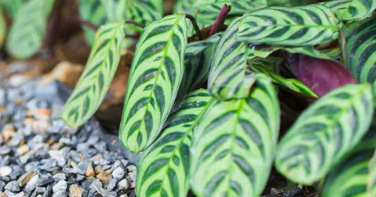 Ctenanthe burle-marxii (Burle Marx Prayer Plant)