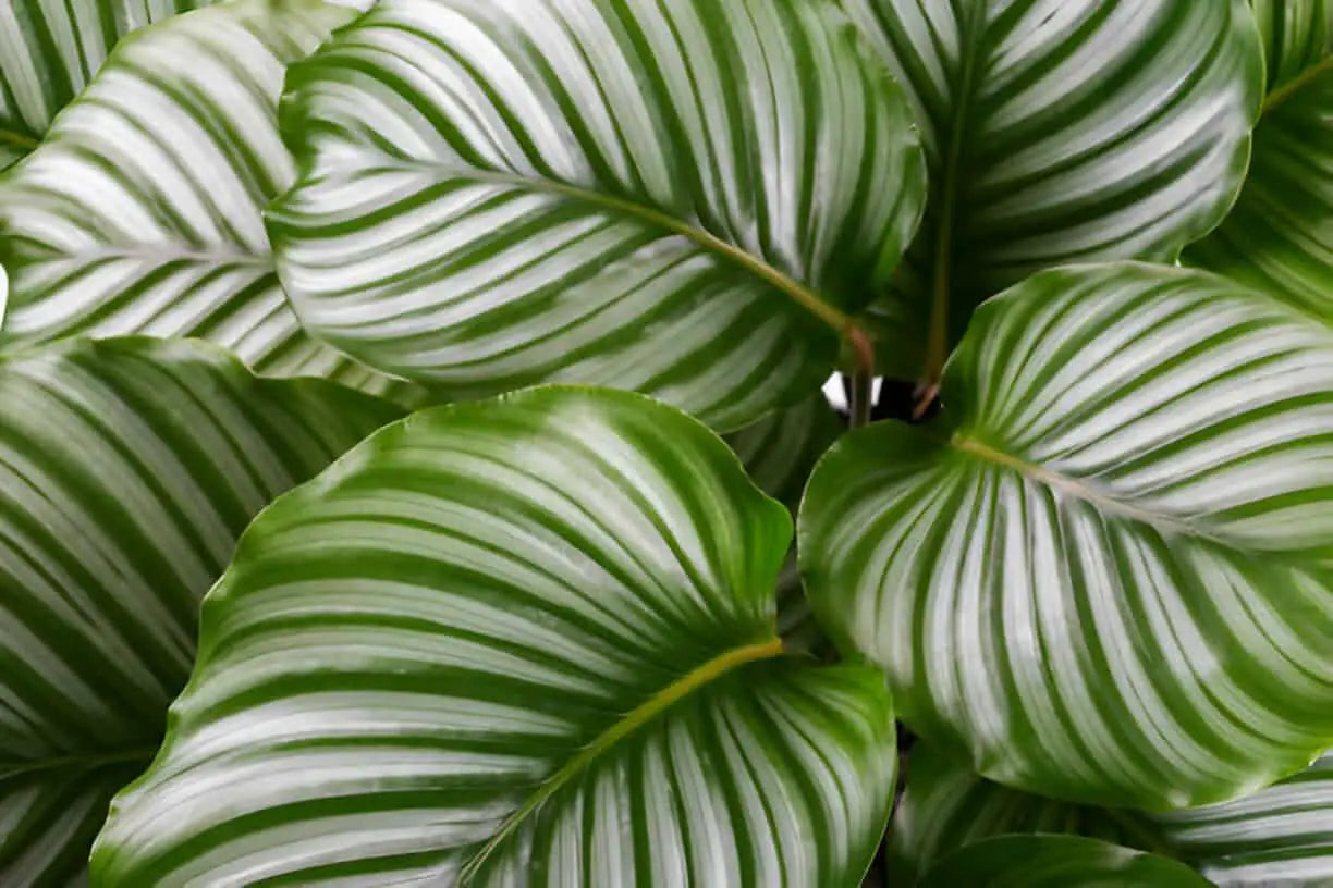 Goeppertia (Calathea) orbifolia (Calathea orbifolia)