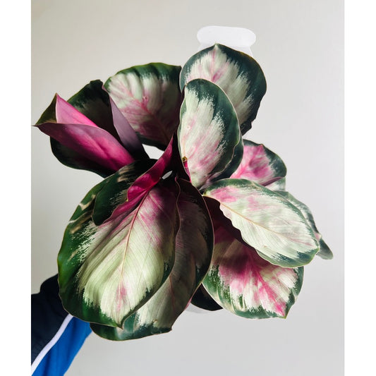 Goeppertia (Calathea) ‘White Cloud’