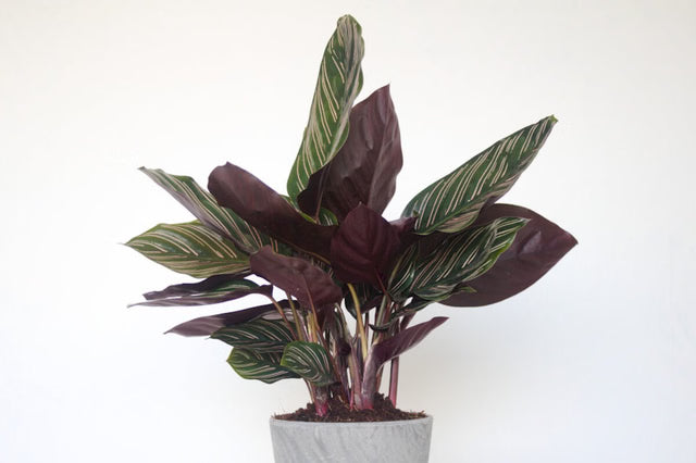 Goeppertia (Calathea) ornata ‘Sanderiana’ (Pin-Stripe Calathea)