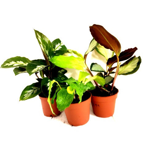Calathea spp. Mix (Zebra Plant Mix)