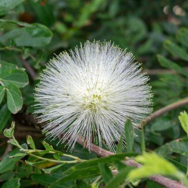 Calliandra haematocephala ‘Alba’ (White Powder Puff / White Calliandra)