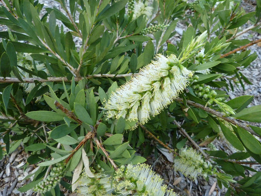 Callistemon 'White Anzac' (White Anzac Bottlebrush)