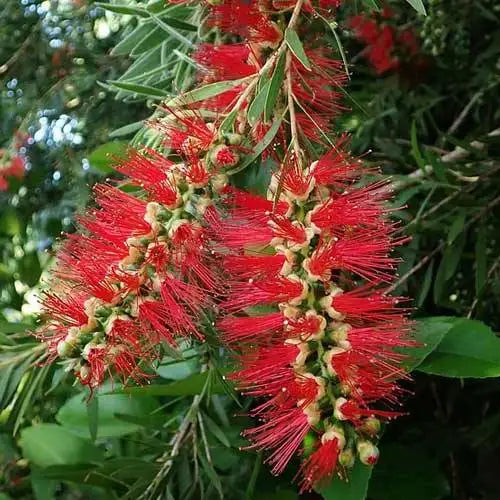 Callistemon Nyallingensis ‘Summer Days’ (Boggy Creek Bottlebrush)