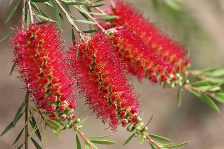 Callistemon Forresterae (Forrester’s Bottlebrush)