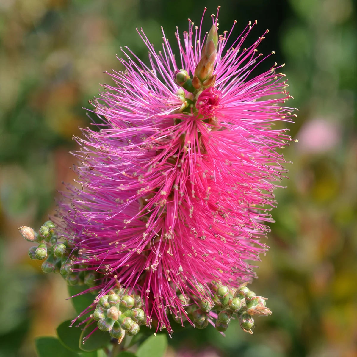 Callistemon ‘All Aglow’ (All Aglow Bottlebrush)