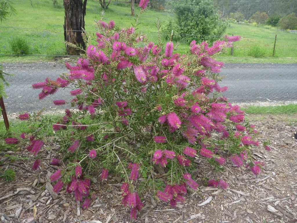 Callistemon Mauve Mist (Bottlebrush ‘Mauve Mist’)