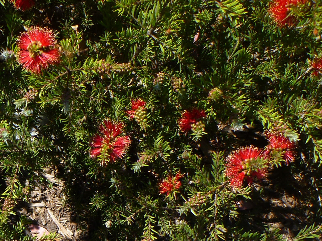 Callistemon 'Rocky Rambler' (Rocky Rambler Bottlebrush)
