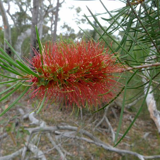 Callistemon pinifolius (Pine-leaved Bottlebrush)