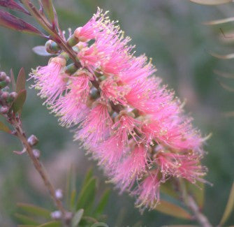 Callistemon ‘Cameo Pink’ (Bottlebrush)