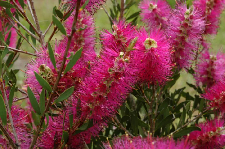 Callistemon ‘Purple Splendour’ (Purple Splendour Bottlebrush)