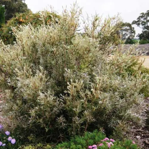 Callistemon Pallidus (Silver Cloud)