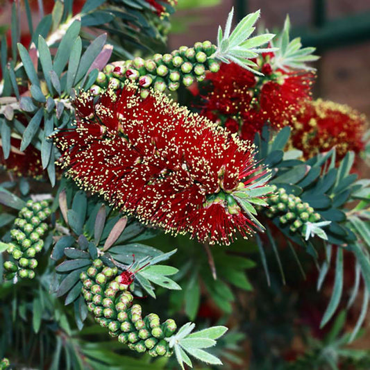 Callistemon 'Better John' (Better John Bottlebrush)