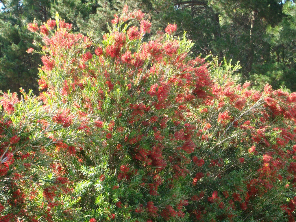 Callistemon viminalis  SLIM