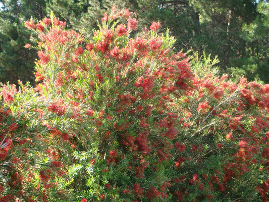 Callistemon viminalis  SLIM