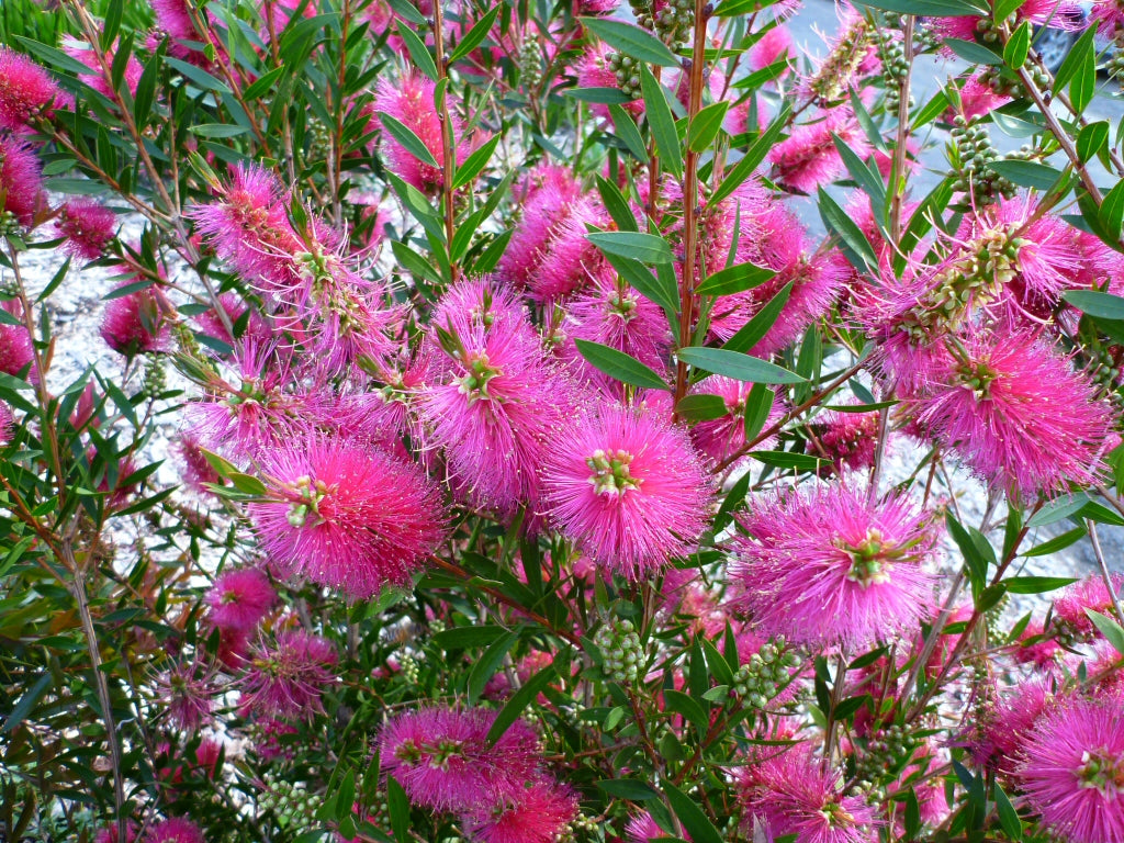 Callistemon ‘All Aglow’ (All Aglow Bottlebrush)