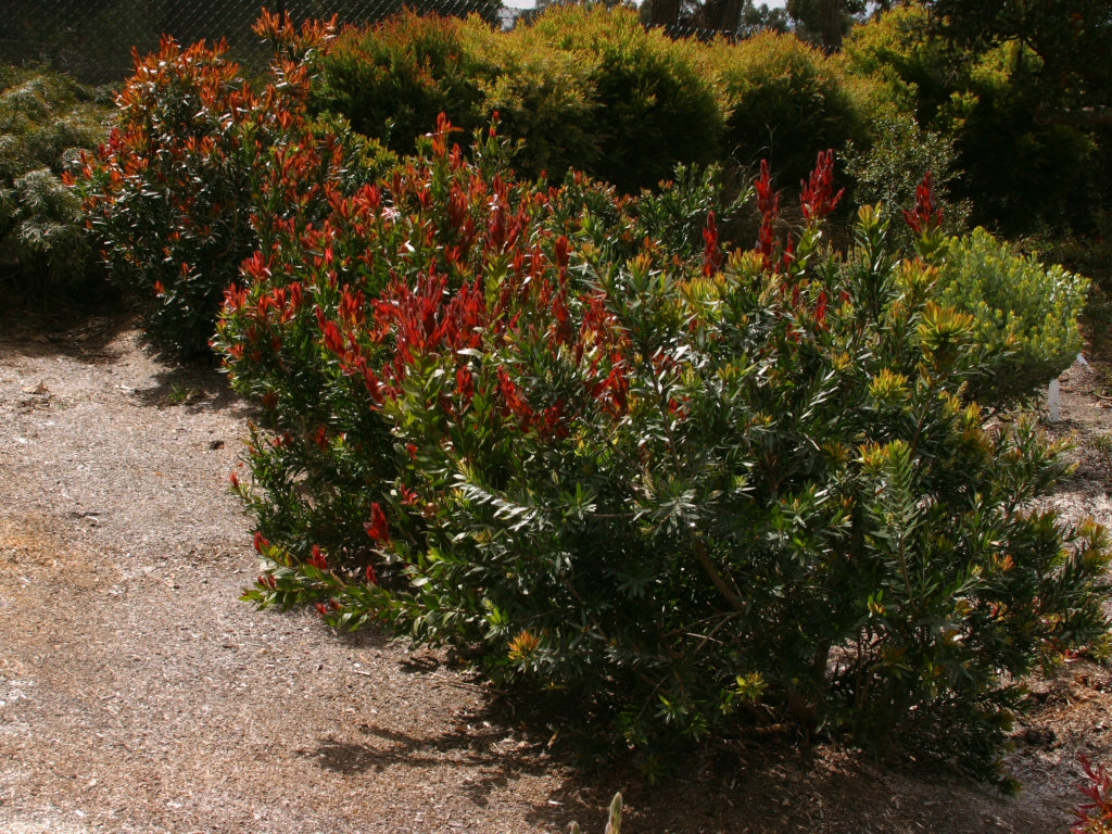 Callistemon Citrinus (Red Rocket Bottlebrush)