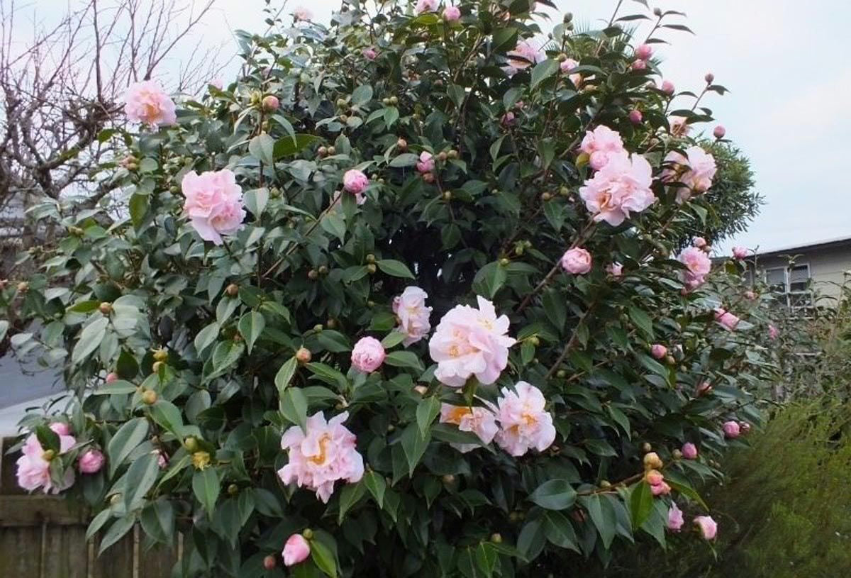 Camellia ‘High Fragrance’