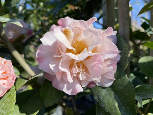 Camellia ‘High Fragrance’
