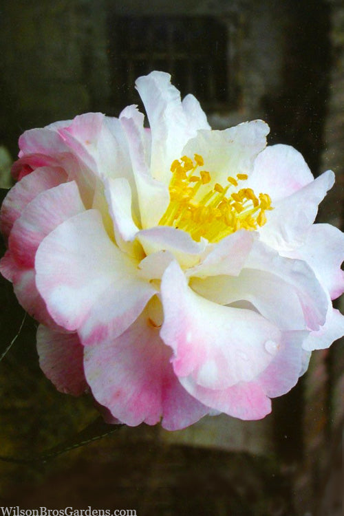 Camellia sasanqua ‘Star Above Star’