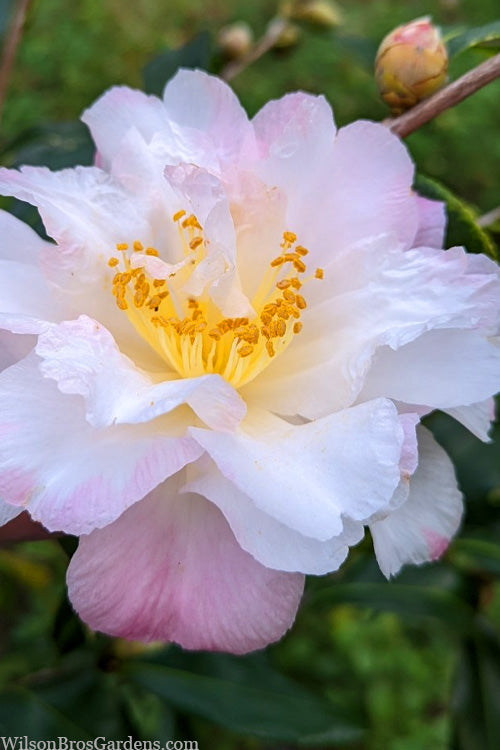 Camellia sasanqua ‘Star Above Star’