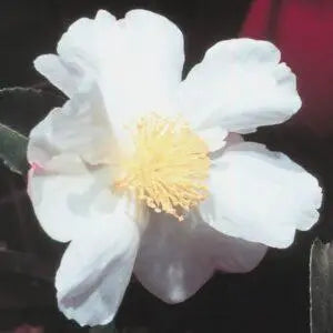 Camellia Sasanqua ‘Creek’