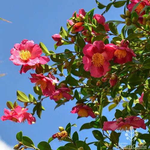 Camellia hiemalis ‘Hiryu’ (Sasanqua Hiryu Camellia)