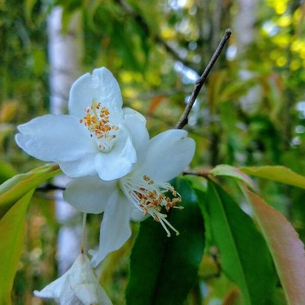 Camellia tsaii (Tsai Camellia)