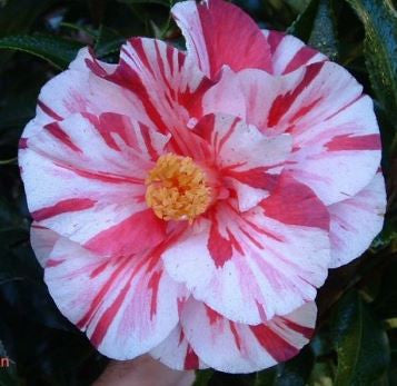 Camellia japonica ‘Courtesan’