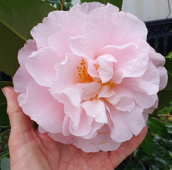 Camellia japonica ‘Easter Morn’