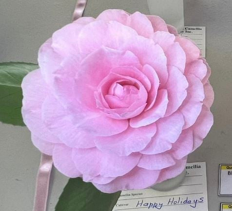 Camellia japonica ‘Happy Holidays’