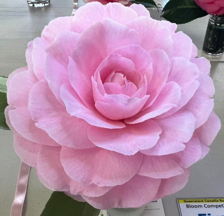 Camellia japonica ‘Happy Holidays’