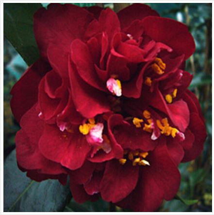 Camellia japonica ‘Maroon and Gold’