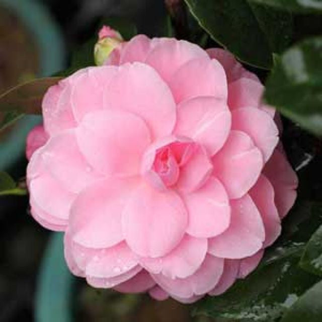 Camellia Japonica ‘Fran Honeyer’ (Fran Honeyer Camellia Balls)