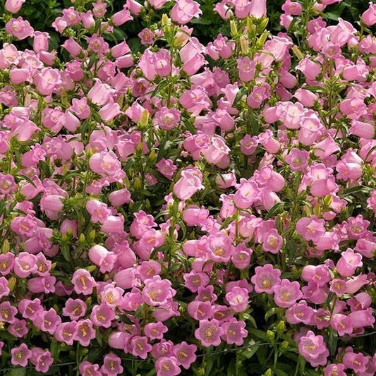 Campanula Carpatica ‘Pink’ (Pink Bellflower)