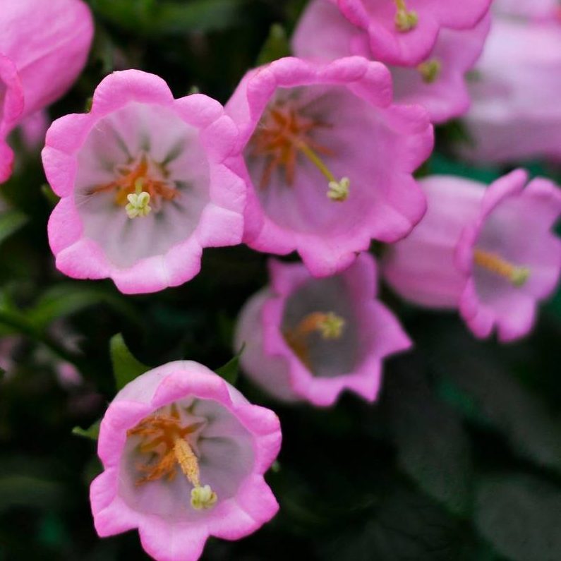 Campanula Carpatica ‘Pink’ (Pink Bellflower)