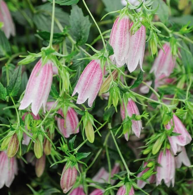 Campanula Carpatica ‘Pink’ (Pink Bellflower)